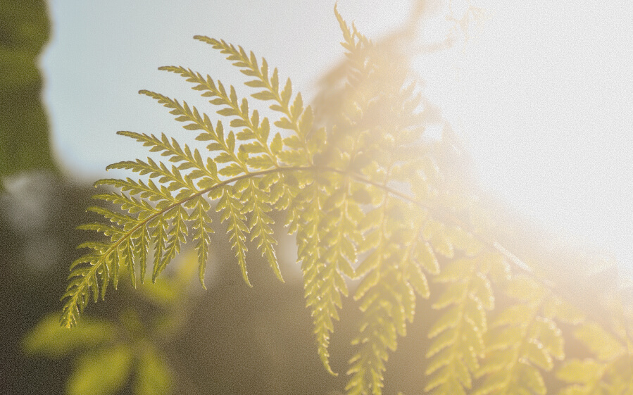 Attachment trauma therapy in Indianapolis for adults healing relational trauma people pleasing abandonment fears and emotional disconnection